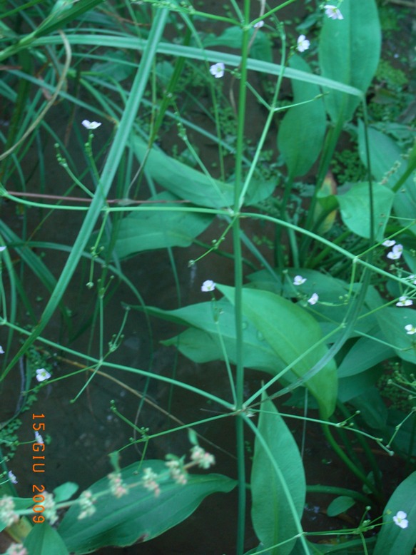 lungo il canale - Alisma plantago-aquatica